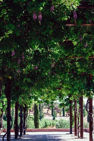 Krásný Výhled Vysoké Zelené Stromy Zahradě — Stock fotografie