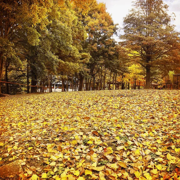 Прекрасный Снимок Парка Осенний День — стоковое фото