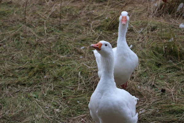Ein Schuss Großer Weißer Enten Die Auf Dem Hof Herumlaufen — Stockfoto