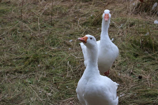 Výstřel Velkých Bílých Kachen Procházejících Farmě — Stock fotografie