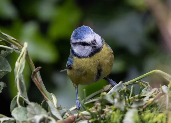 Selective Focus Shot Great Tit Perched Branch Green Leaves — Stockfoto