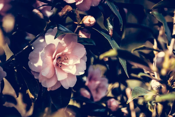 Gros Plan Fleurs Camélia Fleurs Dans Verdure — Photo