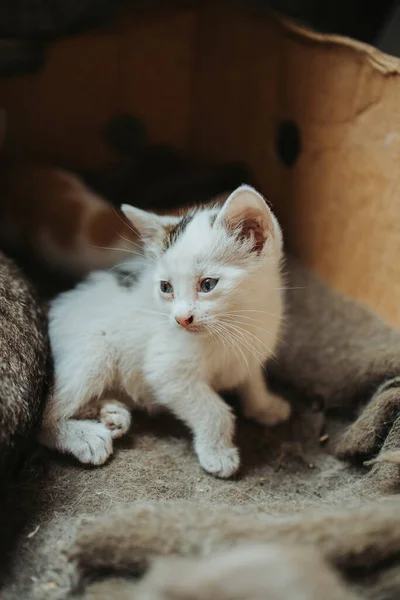 箱の中の毛布の上に横たわるかわいい白い子猫の垂直ショット — ストック写真