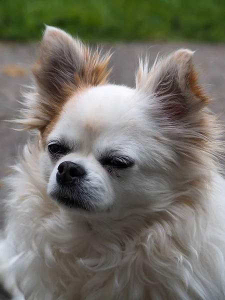 Close Vertical Cão Chihuahua Branco Adorável — Fotografia de Stock