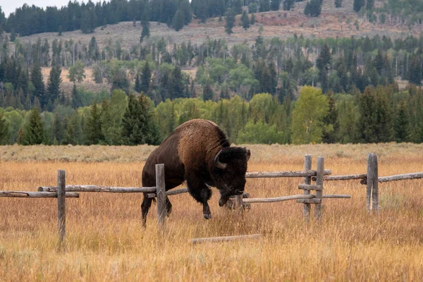 Bison Sautant Par Dessus Une Clôture Bois Basse Dans Champ — Photo