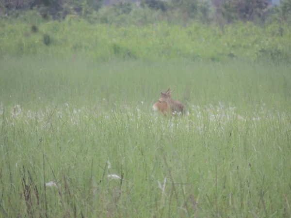 Une Belle Vue Sur Les Cerfs Dans Parc National Manas — Photo