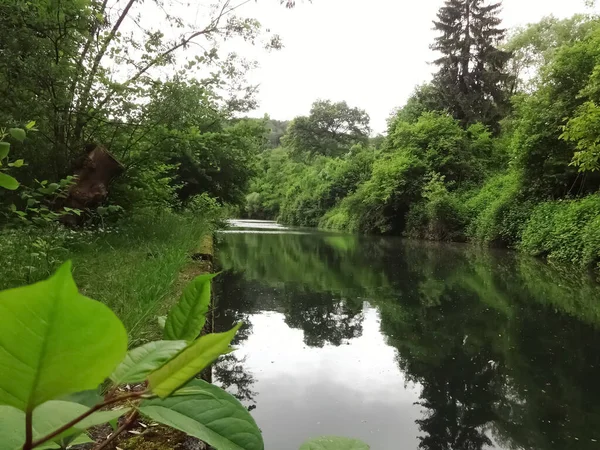 森林区内的河流景观 — 图库照片