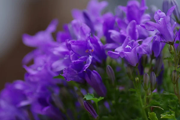 Tiro Foco Seletivo Flores Violetas Decorativas Parque — Fotografia de Stock