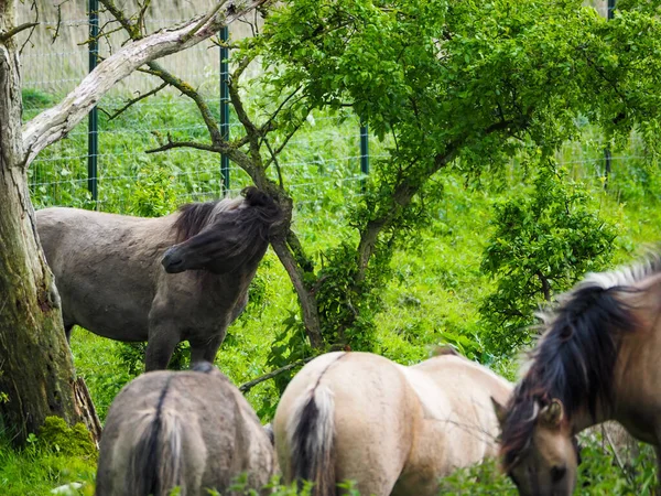 Eine Nahaufnahme Von Pferden Der Grünen Natur Bei Tageslicht — Stockfoto