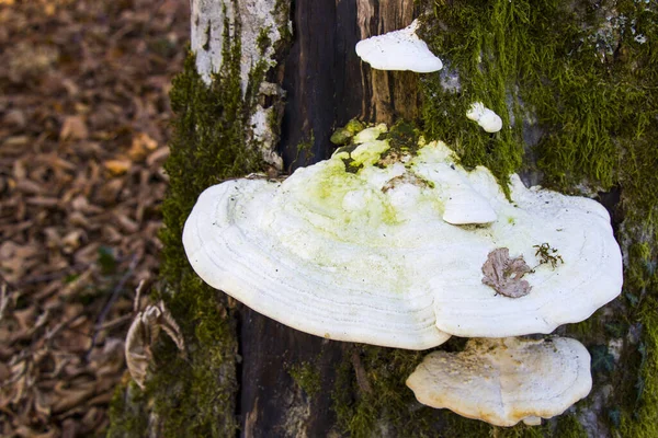 Closeup Shot Edible Fungus Growing Tree Bark — Stock Fotó