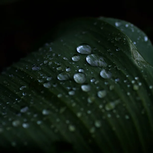 Tiro Close Gotas Água Uma Folha Planta — Fotografia de Stock