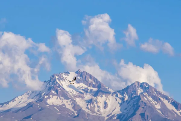 山を背景にしたルディ シャダックの美しいショット — ストック写真