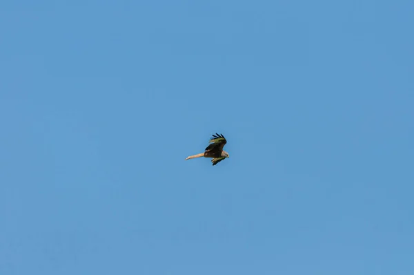 Lindo Falcão Solitário Caçando Vazio Céu Azul Sem Nuvens Dia — Fotografia de Stock