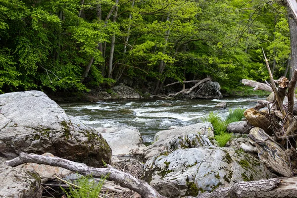 Ein Schöner Blick Auf Einen Fluss Voller Felsen Einem Wald — Stockfoto