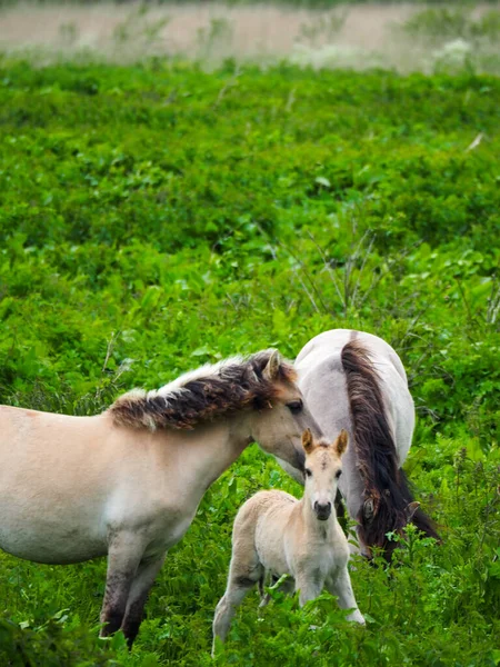 Een Verticale Foto Van Paarden Groene Natuur Bij Daglicht — Stockfoto