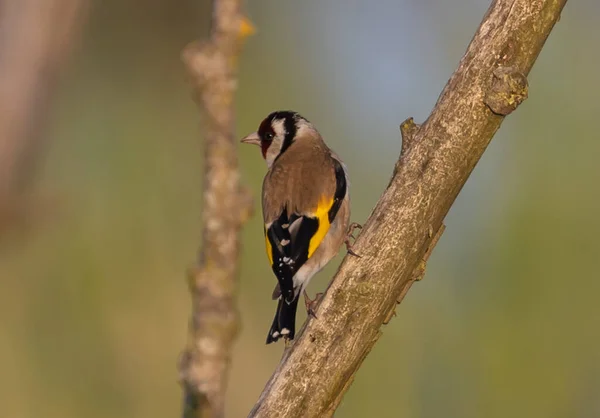 Tiro Seletivo Foco Pássaro Goldfinch Europeu Empoleirado Ramo — Fotografia de Stock