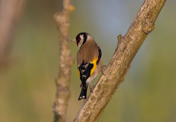 Eine Selektive Fokusaufnahme Eines Stieglitz Vogels Auf Dem Ast — Stockfoto