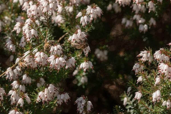 Zbliżenie Ujęcia Robaka Kwitnących Kwiatach Wrzosowiska Zimowego Erica Carnea — Zdjęcie stockowe