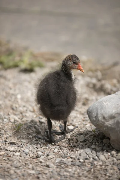 Eine Niedliche Baby Wasserhenne Ufer Des Sauvabelin Sees Kanton Waadt — Stockfoto