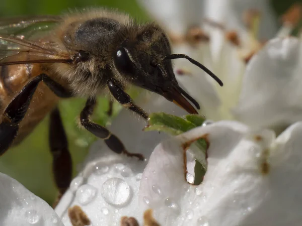 Una Abeja Recoge Néctar Una Flor Cerezo Blanco — Foto de Stock