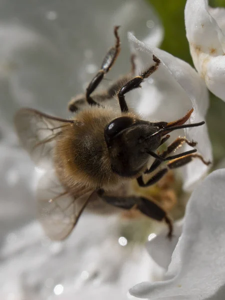 Пчела Собирает Нектар Белом Цветке Вишни — стоковое фото