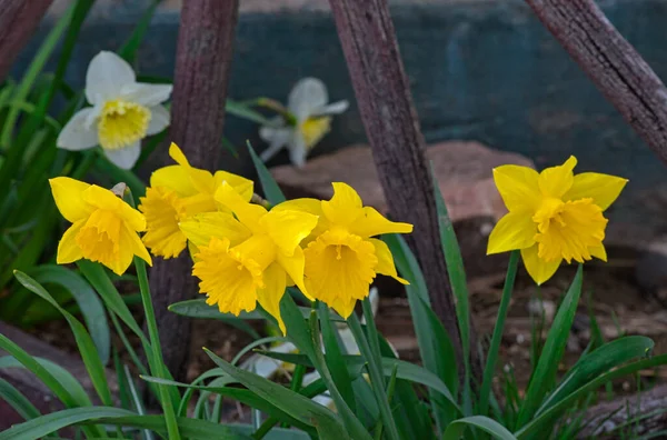 Primer Plano Vibrantes Narcisos Amarillos Creciendo Jardín —  Fotos de Stock