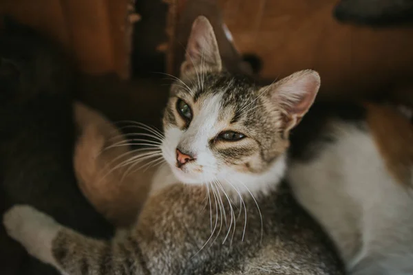 Nahaufnahme Der Hauskatze Mit Kurzen Haaren — Stockfoto