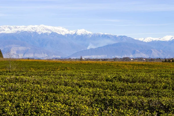 Prachtig Uitzicht Groene Theeplantages Georgië — Stockfoto