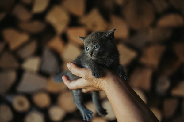 Крупный План Человека Держащего Маленького Милого Котёнка — стоковое фото