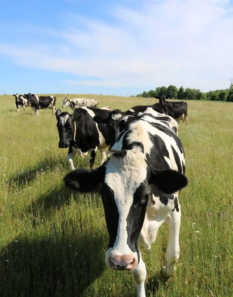青空と賢明な雲と晴れた夏の日に畑で黒と白の酪農搾乳牛の群れ — ストック写真