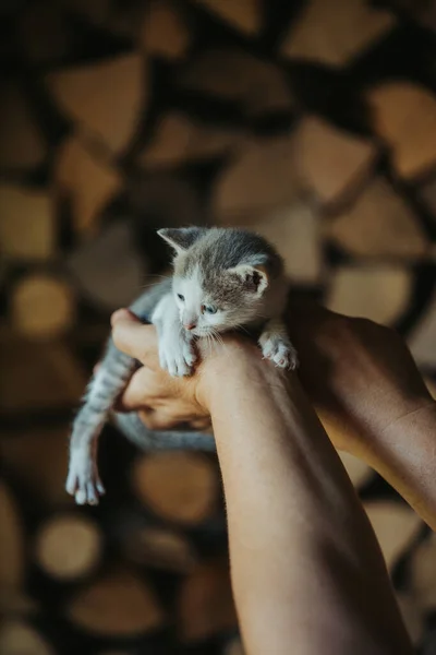 子猫のクローズアップショットを手に — ストック写真