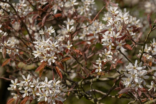 Výběrový Snímek Kvetoucího Stromu Amelanchier Canadensis — Stock fotografie