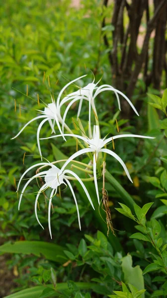 Hymenocallis 開花植物として知られているクモのユリの選択的な焦点ショット — ストック写真
