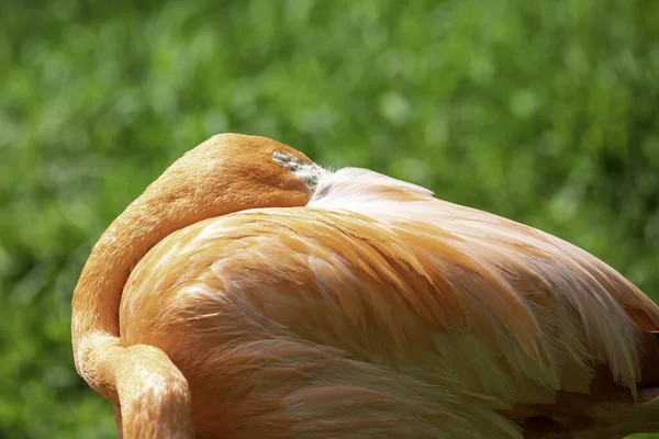 Egy Szelektív Fókuszfelvétel Egy Flamingóról Zsl Whipsnade Állatkertben Dunstable Közelében — Stock Fotó