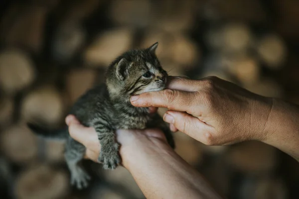 Closeup Shot Person Holding Cute Little Kitten — Stock Photo, Image