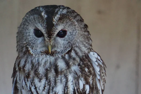 Portrait Gray Black Eyed Owl Blurred Background — Stock Photo, Image