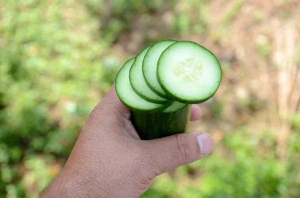 Närbild Skivad Grön Gurka Som Hålls Manlig Hand Mot Suddig — Stockfoto