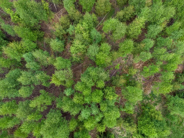 Una Vista Dall Alto Foglie Verdi Sugli Alberi Una Foresta — Foto Stock