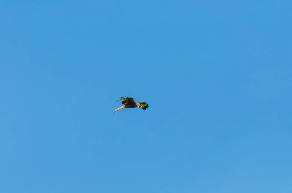 空を飛ぶ笛の凧 — ストック写真