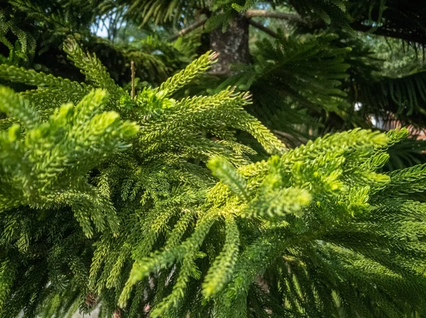Closeup Shot Spruce Leaves Sunlight Great Wallpaper — Stok fotoğraf