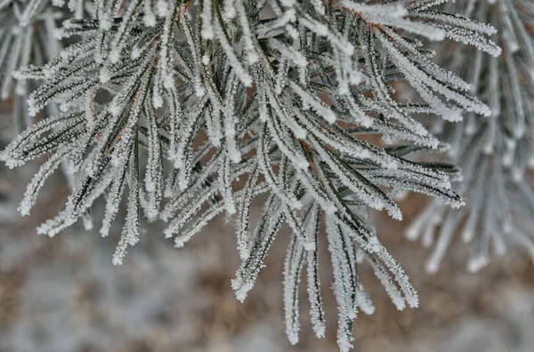 Närbild Tallkvistar Täckta Med Frost — Stockfoto