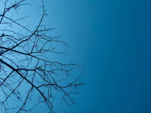 하늘을 배경으로 가지들을 각도로 올렸다 — 스톡 사진
