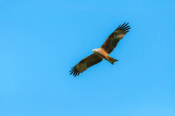 Whistling Kite Flying Sky —  Fotos de Stock