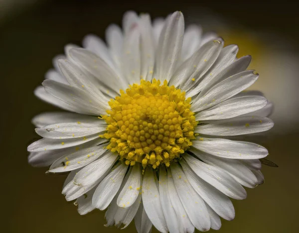 Uma Foto Macro Uma Bela Flor Margarida Branca Livre — Fotografia de Stock