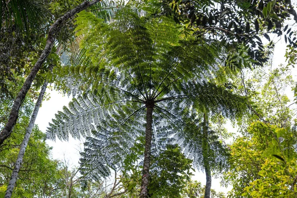 Detailní Záběr Stromu Zelenými Listy Atlantickém Lese — Stock fotografie