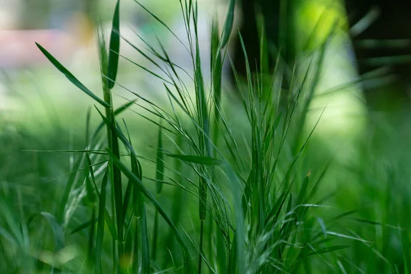 Foco Poco Profundo Hierba Verde Fresca Sobre Fondo Borroso — Foto de Stock