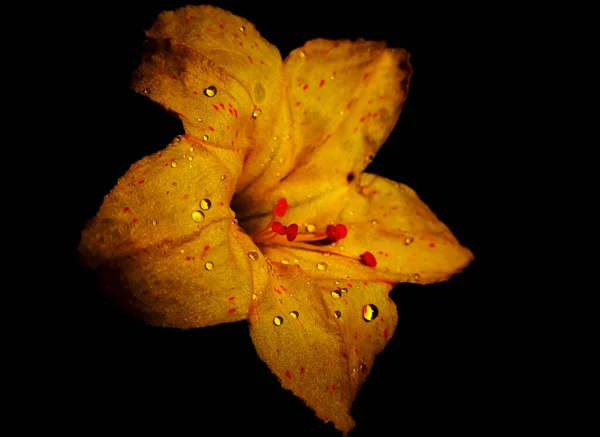 Крупним Планом Постріл Квітучої Жовтої Чотири Години Квітки — стокове фото