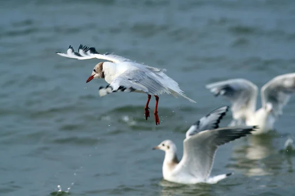 Closeup Shot Flying Seagulls Water — Foto de Stock