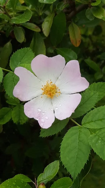 Pionowe Ujęcie Delikatnego Różowo Białego Kwiatu Tle Liści — Zdjęcie stockowe