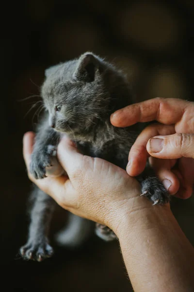 一个人抱着一只可爱的小猫的垂直镜头 — 图库照片